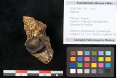 Foto (Objekt + Etikett) von Fagus sp. (NHMW-GEO-2024-0188-11471)